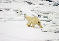 File Photo of Polar Bear on Ice
