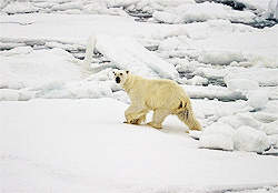 Polar Bear on Actic Ice with Patches of Water Nearby