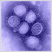 Swine Flu Microscopic Image